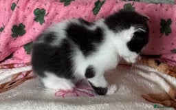 Domestic Shorthair cats for sale: Teddy is looking for his forever home  - Image 3