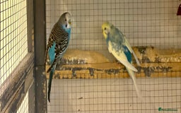 Budgerigars birds for sale: Budgies for sale - Image 25