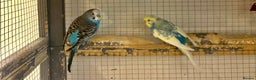 Budgerigars birds for sale: Young Budgies for sale - Advert 25