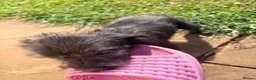 Mixed Breed dogs for sale: Bedlington whippets in Bishop Auckland - Advert 17