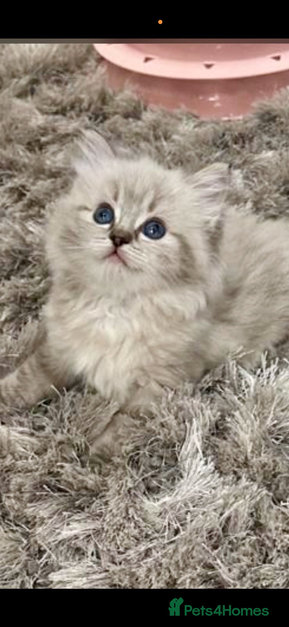 Ragdoll cats ❄️GCCF waiting list open for winter babies❄️ - Advert 15
