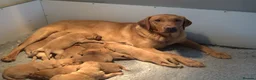 Labrador Retriever dogs for sale: Red Labrador Puppies - Advert 3