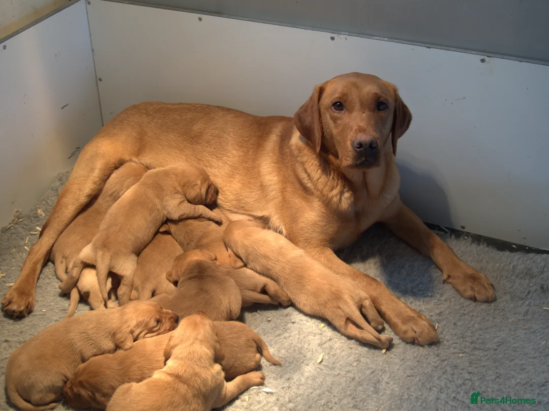 Labrador Retriever dogs for sale: Red Labrador Puppies - Advert 3