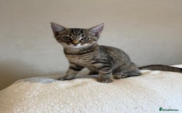Siberian cats for sale: 🩷 Siberian x British Shorthair Kittens 🐱  - Image 9