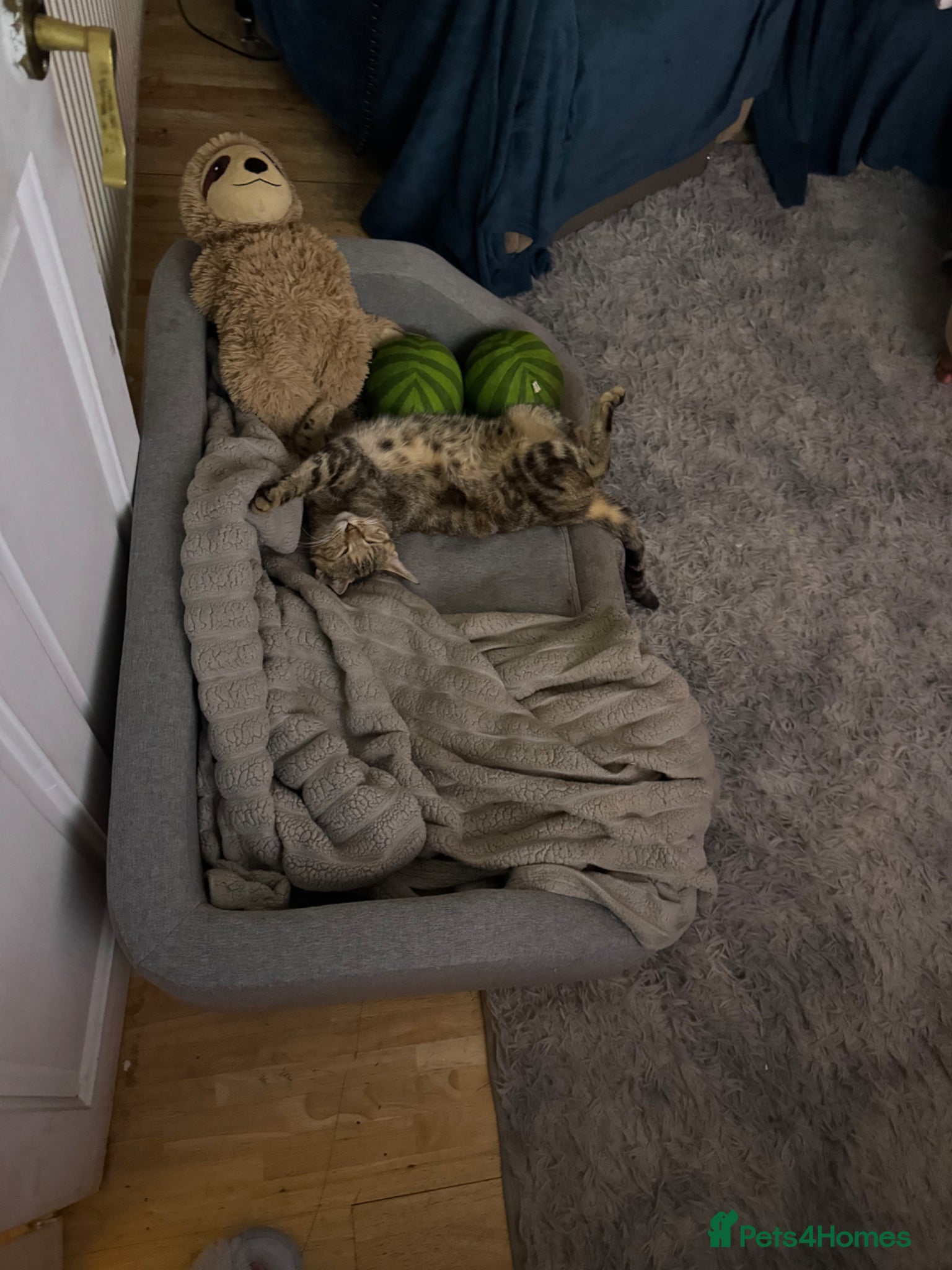 American Shorthair cats for sale: Ready To Leave Today please read full advert pleas - Advert 32