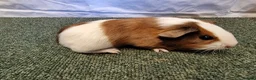 Guinea Pig rodents for sale: Guinea pigs  in Usk - Advert 23