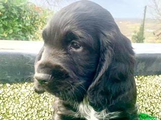 Cocker Spaniel dogs COCKER SPANIELS - Advert 3