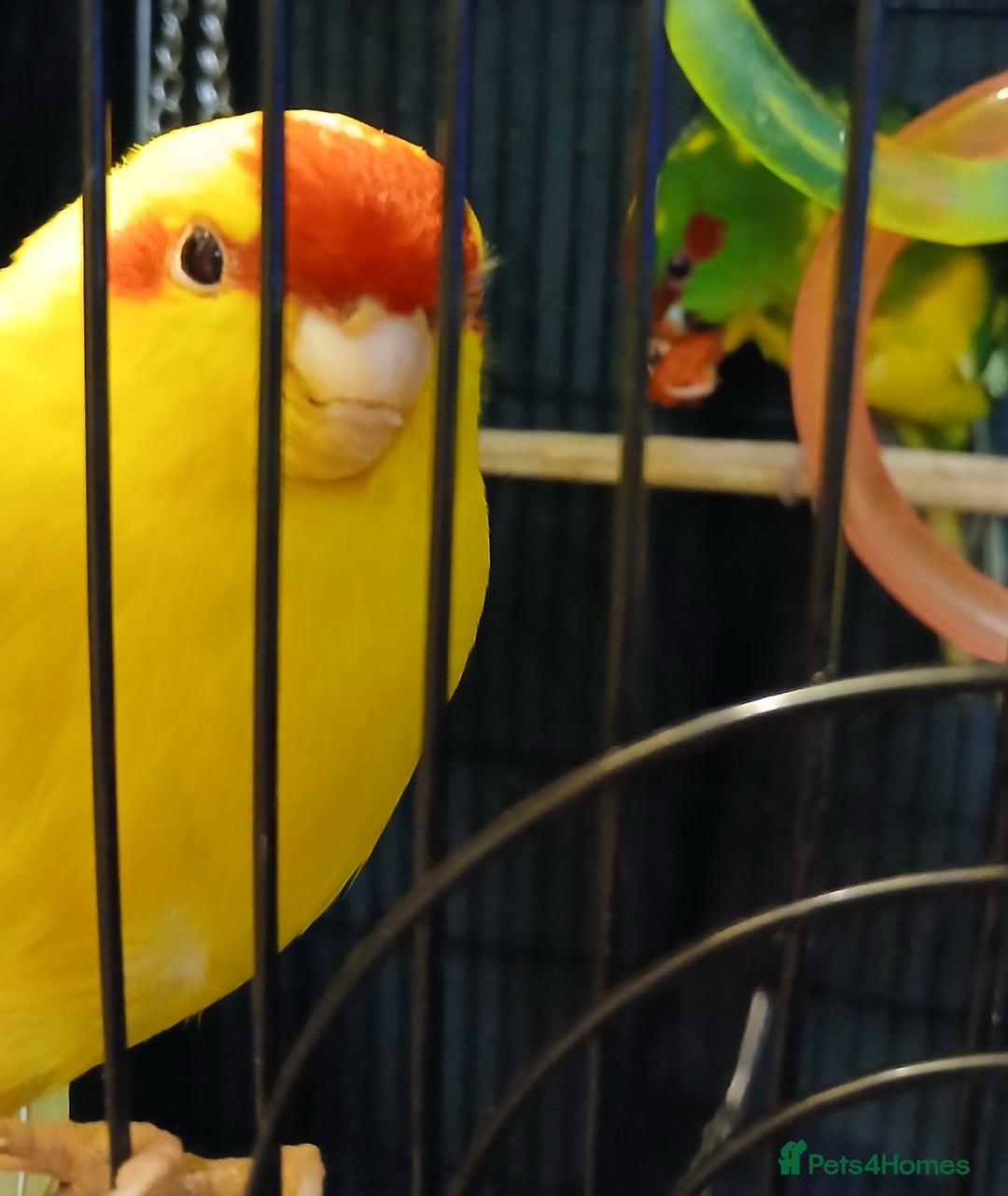 Parakeets birds for sale: Kakariki's x3 Males dna'd Kakariki's  - Advert 19