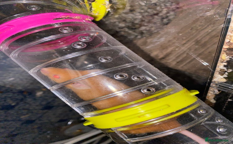 Mouse rodents Fancy mice  - Advert 2