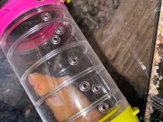 Mouse rodents for sale: Fancy mice - Advert 1