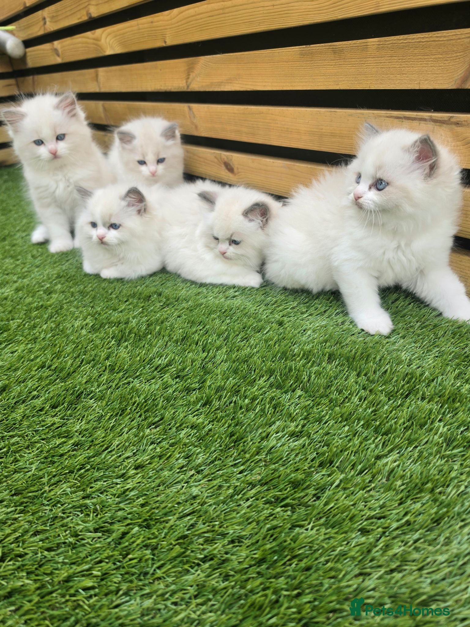 Ragdoll cats 💫Stunning Ragdoll Kittens 💫 - Advert 4