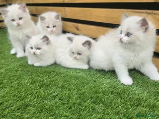 Ragdoll cats 💫Stunning Ragdoll Kittens 💫 - Advert 4