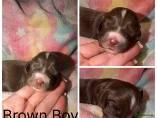 Cocker Spaniel dogs Cocker spaniel puppies - Advert 15