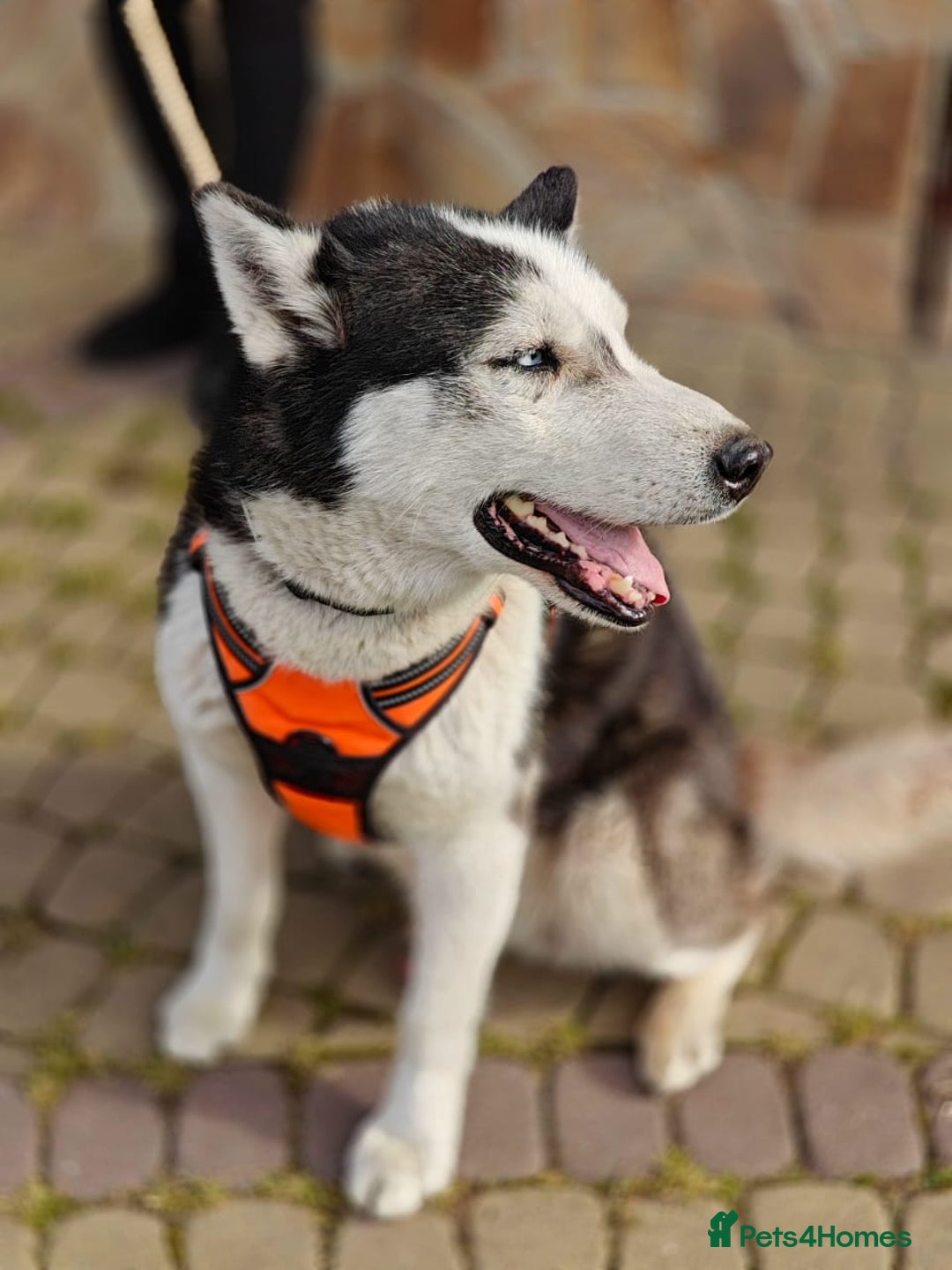 Siberian Husky dogs for adoption: 💙🐶 HASAN 🐶💙 - Image 10