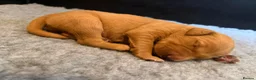 Golden Retriever dogs for sale: Happy healthy puppies - Advert 5