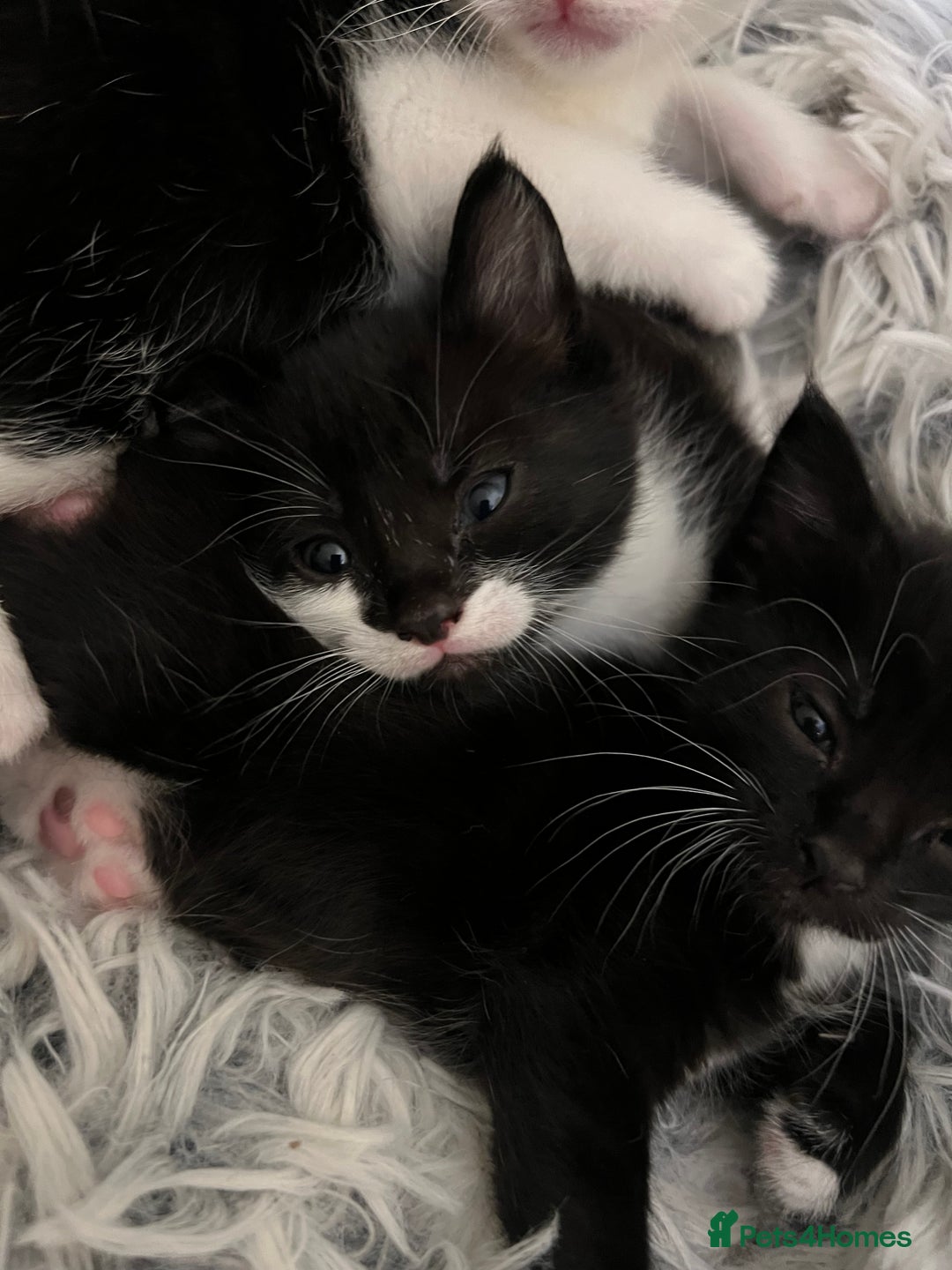 Mixed Breed cats for sale: 5 black and white kittens  - Advert 3