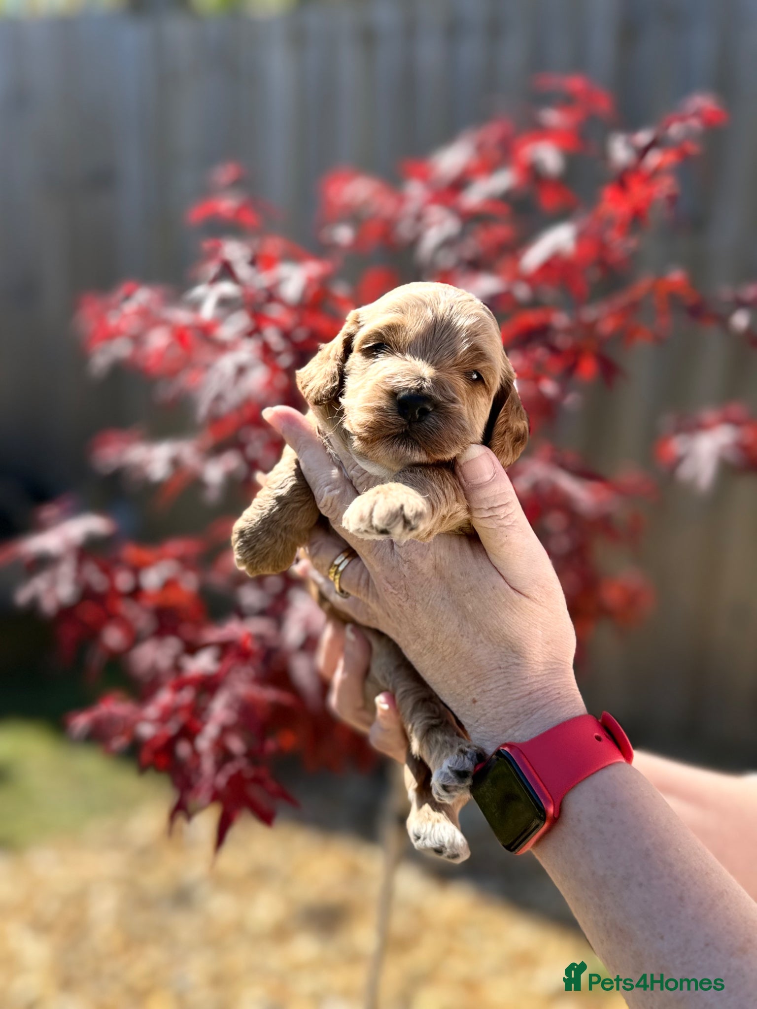 Cockapoo dogs F1 show line cockapoo puppies - Advert 14