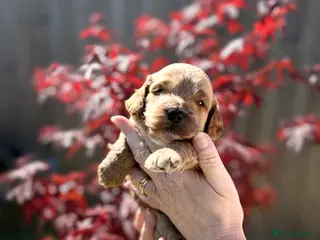 Cockapoo dogs F1 show line cockapoo puppies - Advert 14