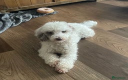 Cavapoo dogs for sale: Super cute, health tested, friendly Cavapoo pups  - Image 13