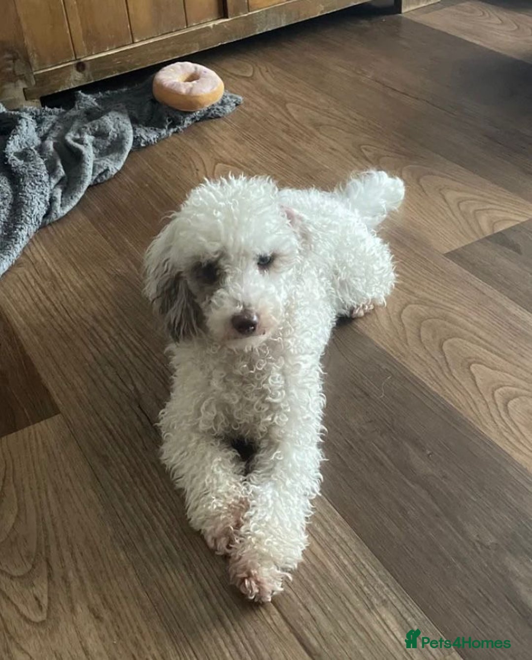 Cavapoo dogs for sale: Super cute, health tested, friendly Cavapoo pups  - Image 13