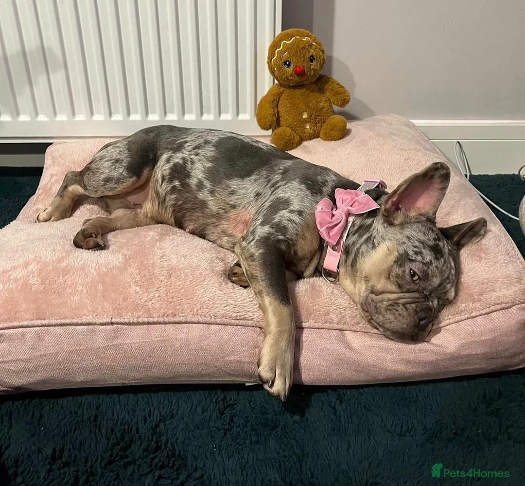 French Bulldog dogs for sale: Loving Home Wanted – 4 yr old Female Frenchie - Advert 1