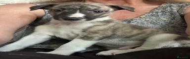 Whippet Puppy 1