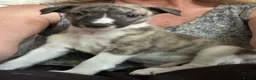 Whippet dogs for sale:  3 Male whippet pups available  - Advert 10
