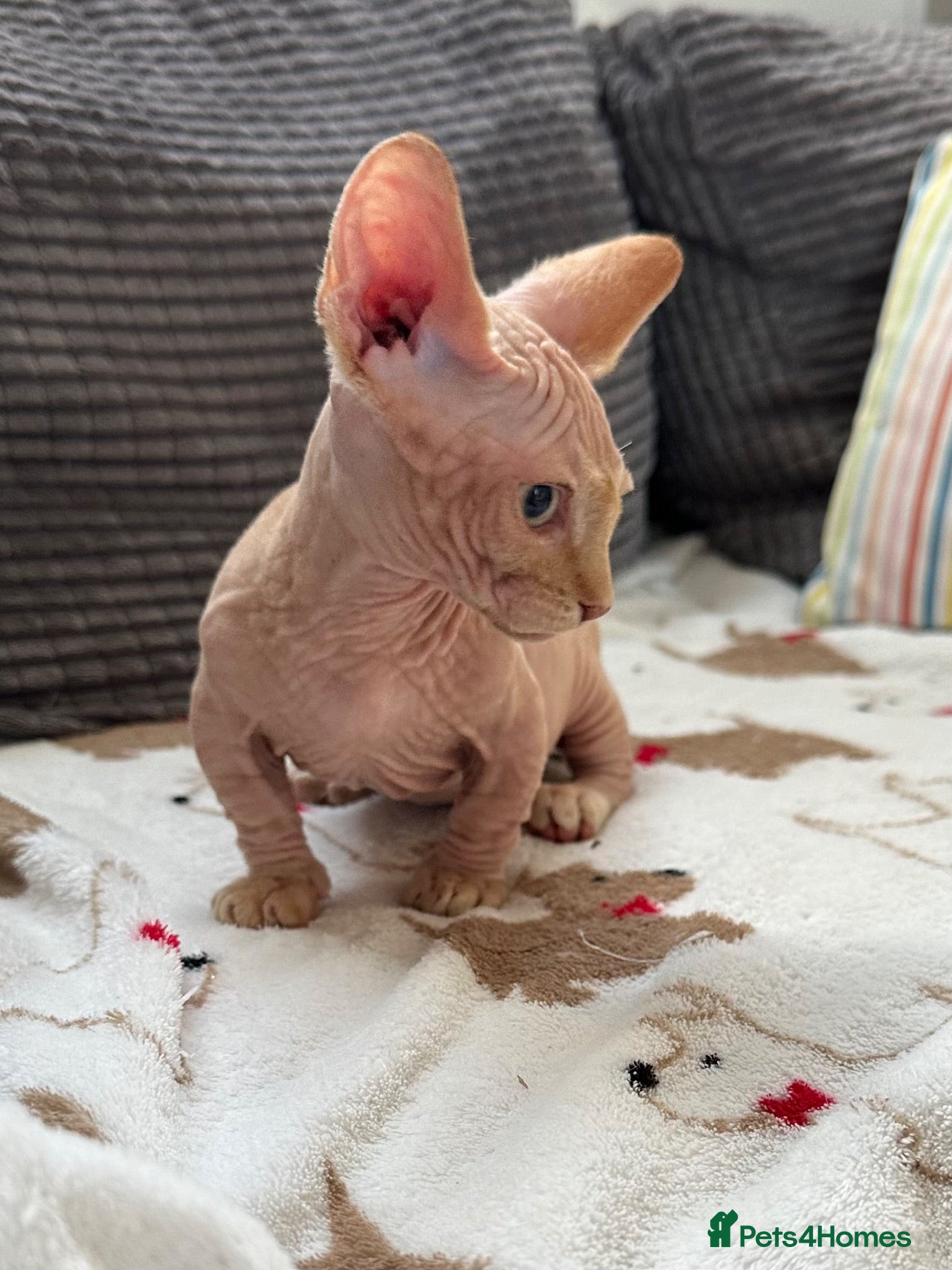Sphynx cats Canadian Sphynx kittens READY NOW - Advert 6