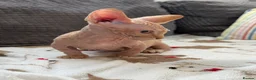 Sphynx cats for sale: Canadian Sphynx kittens READY NOW - Advert 5