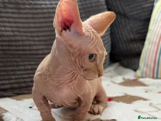 Sphynx cats Canadian Sphynx kittens READY NOW - Advert 6