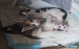 British Shorthair cats for sale: Kittens - Image 6