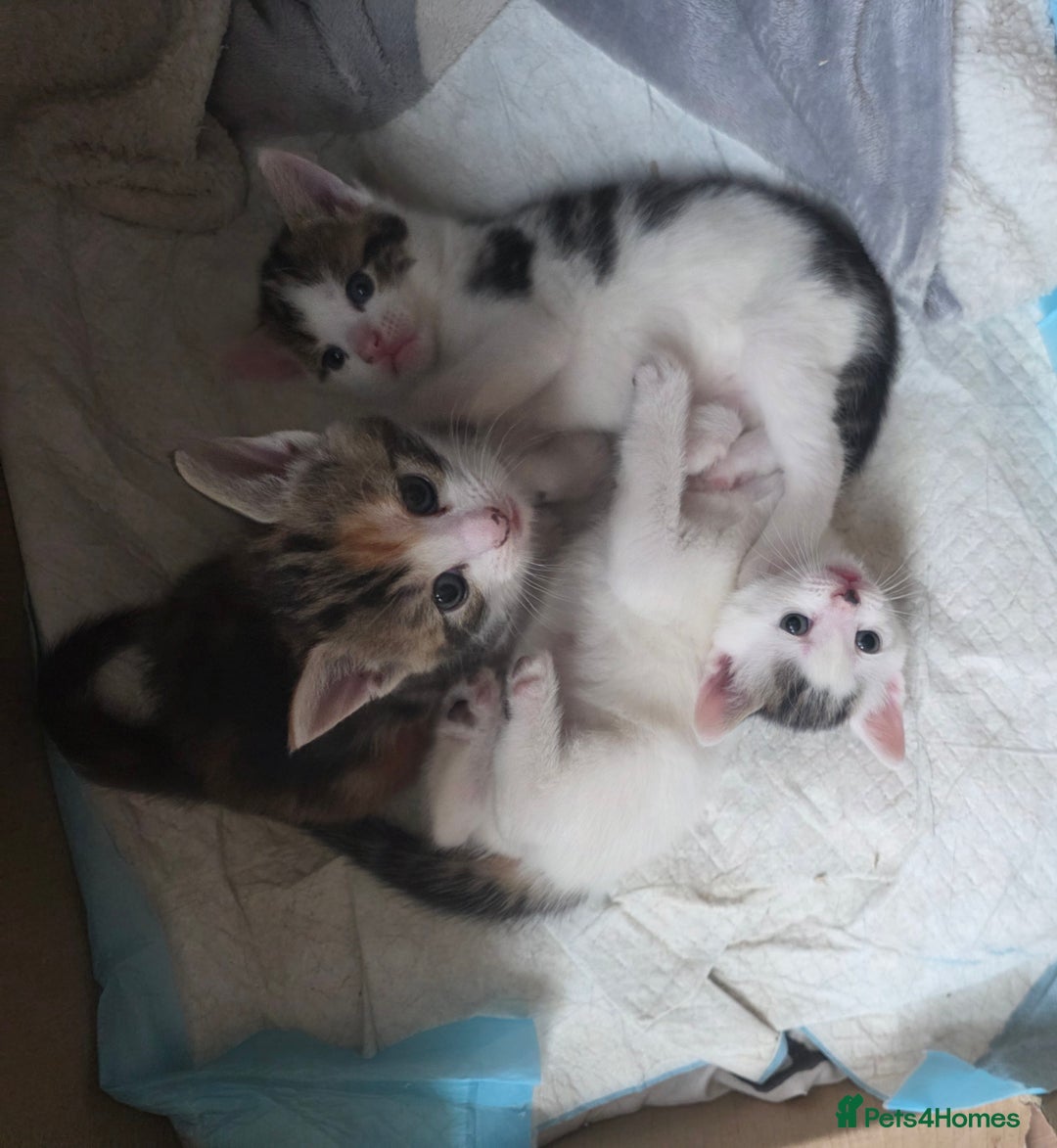 British Shorthair cats for sale: Kittens - Image 6