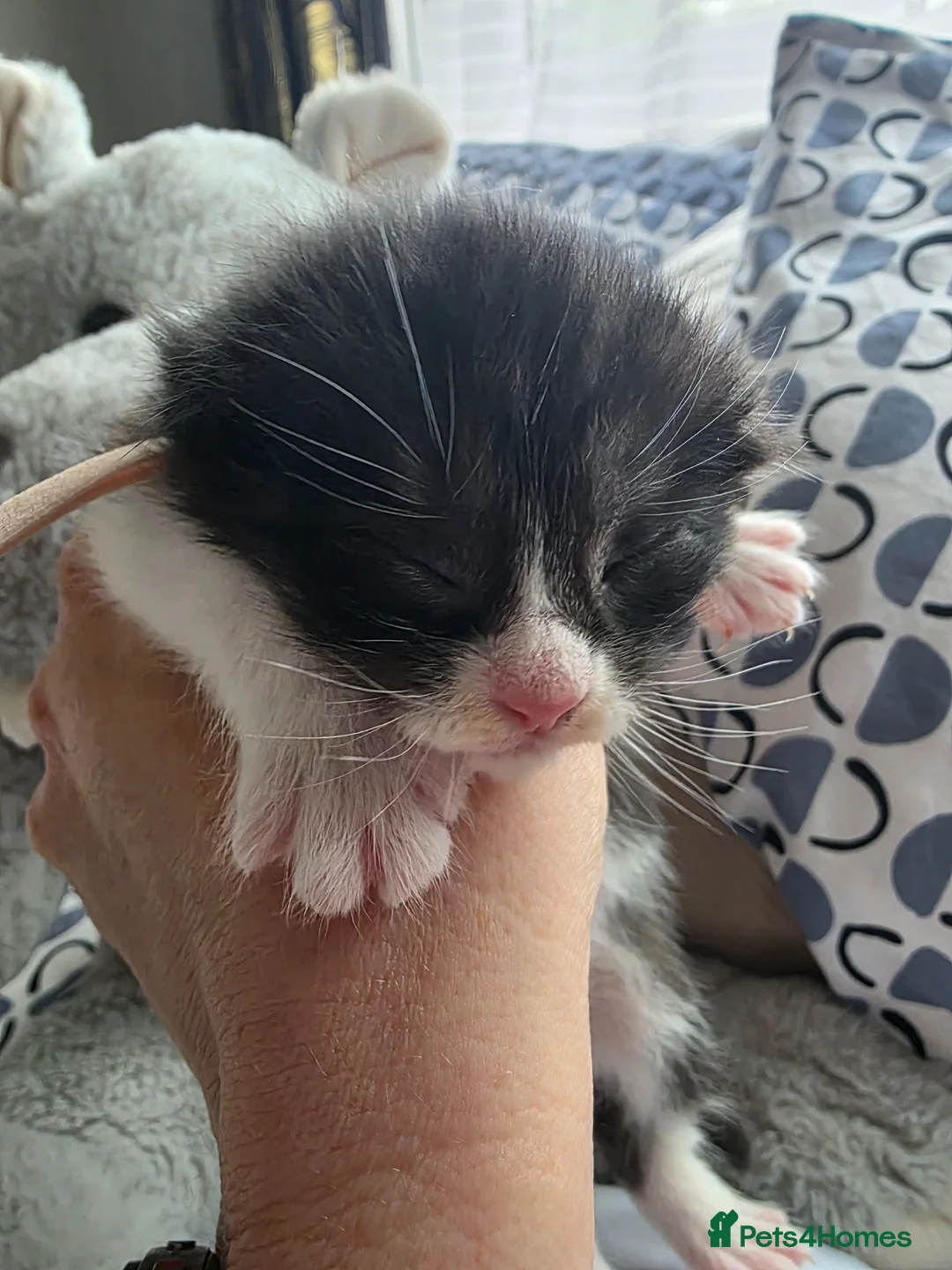 Maine Coon cats for sale: Mainecoon x babies in Swanley - Advert 2