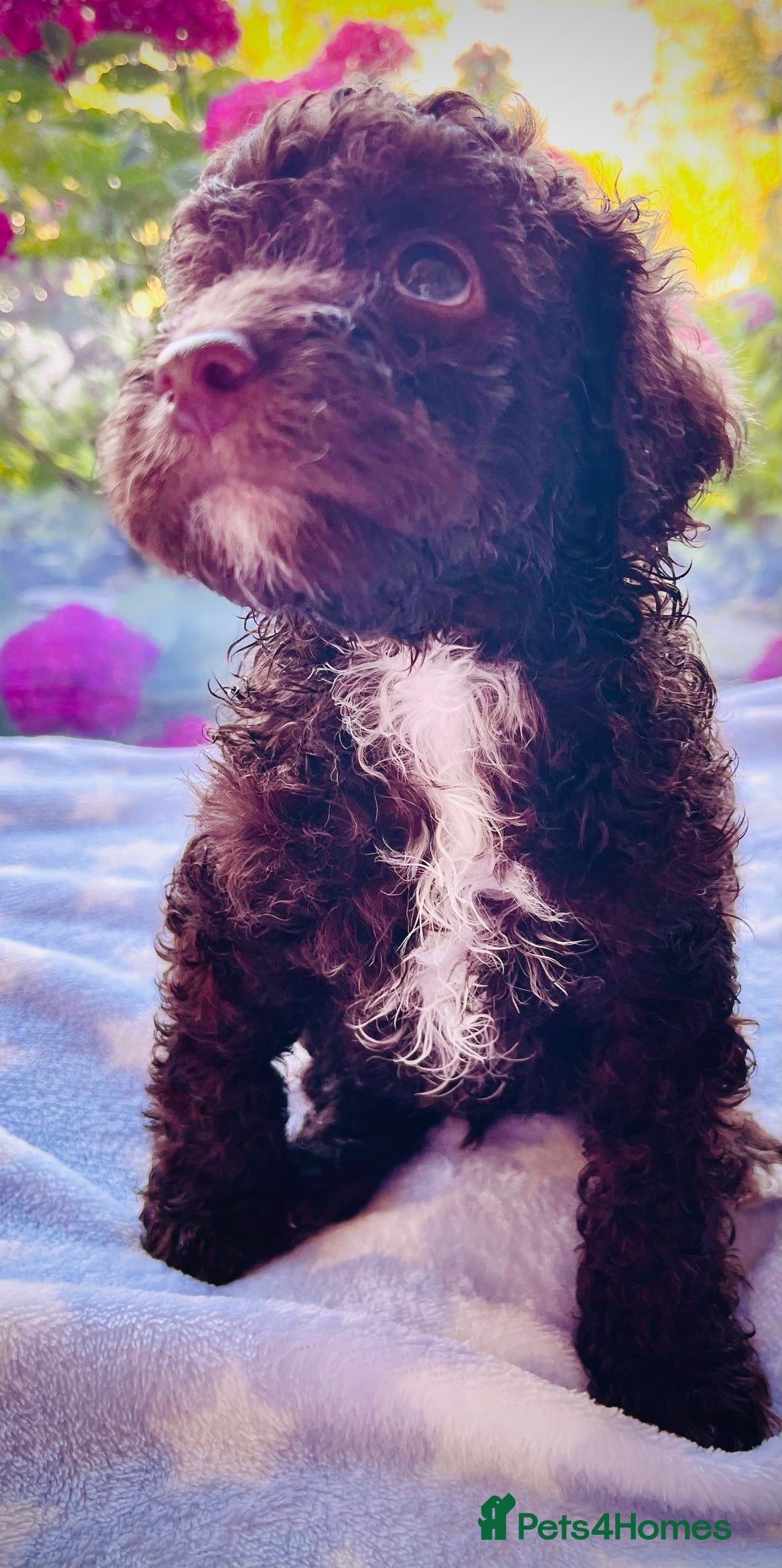 Cockapoo dogs for sale: Stunning fully DNA tested Cockapoo puppies - Image 19