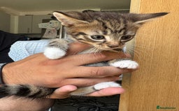 Mixed Breed cats for sale: European shorthair crossed with a tabby - Image 5