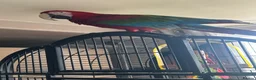 Macaws birds for sale: Macaw Greenwing  - Advert 9