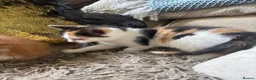 Mixed Breed cats for sale: 2 gorgeous kittens!! - Advert 4