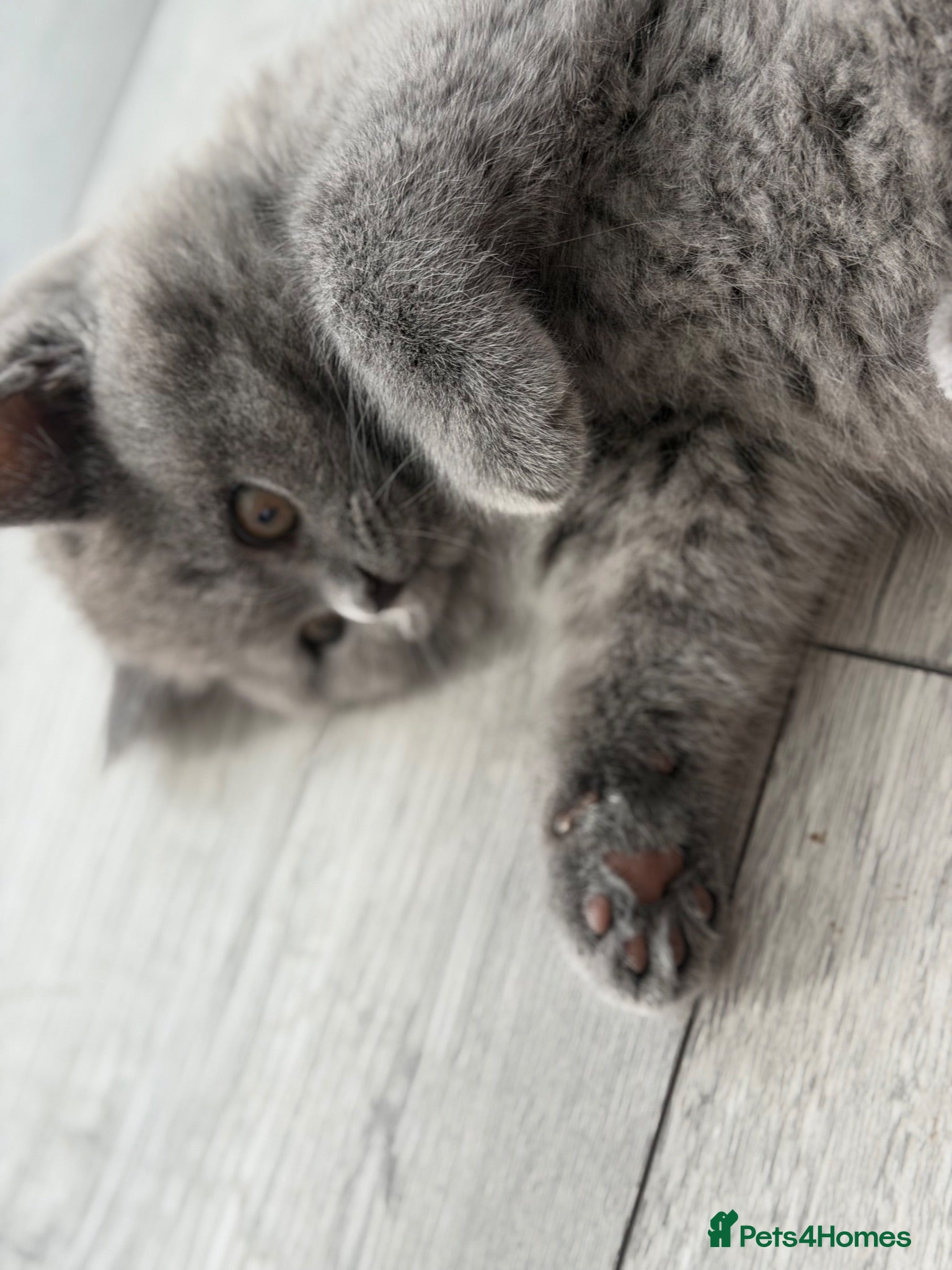 British Shorthair cats British shorthair 🩷🌸 - Advert 1