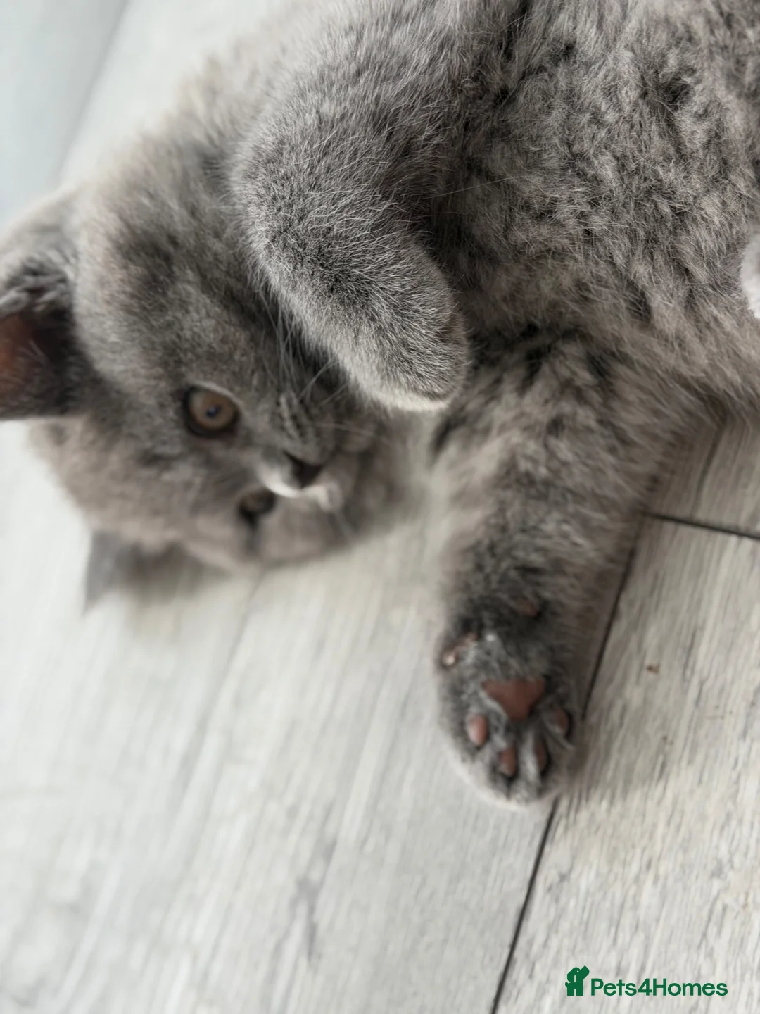 British Shorthair cats for sale: British shorthair 🩷🌸 - Advert 1