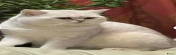 British Shorthair cats for sale: BSH kittens - Advert 9