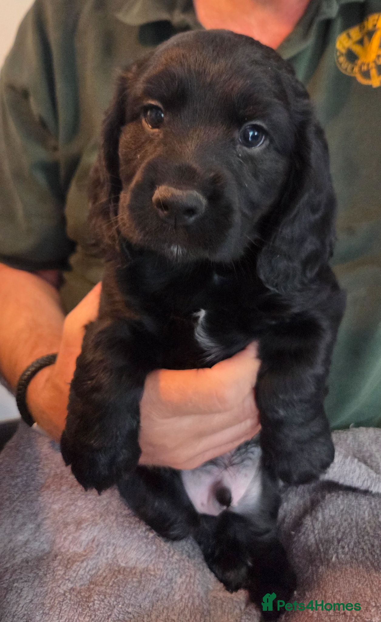 Cocker Spaniel dogs Working cocker spaniel - ONE BOY LEFT - Advert 2