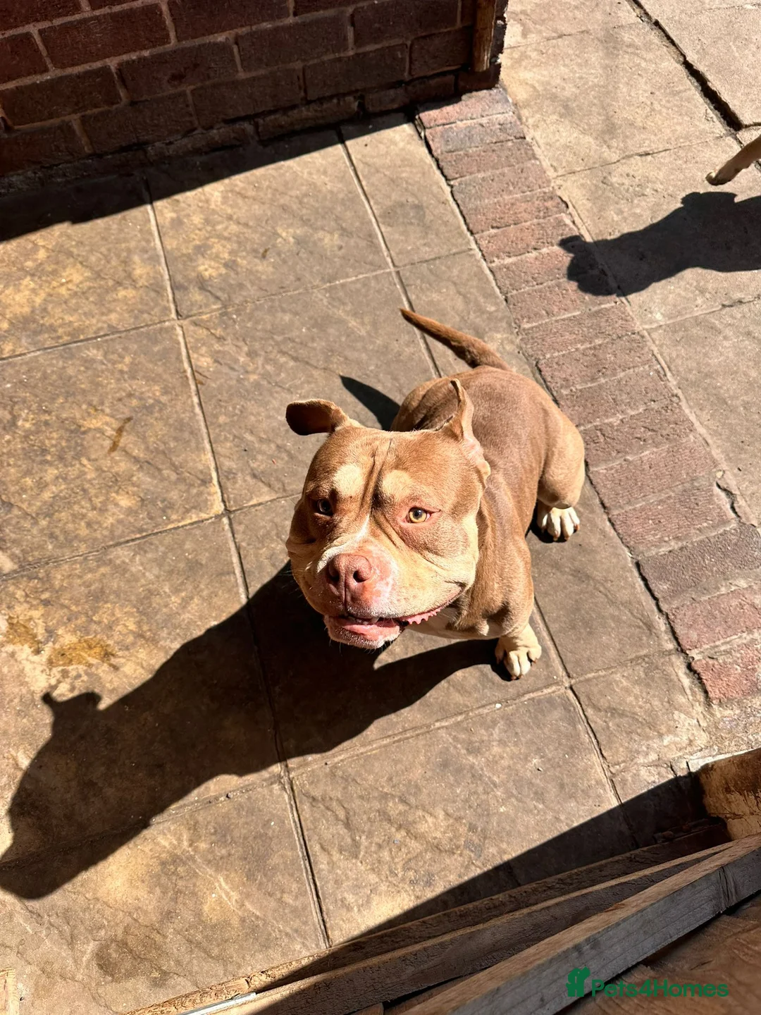 American Bully dogs for sale: American Pocket Bully - Advert 2