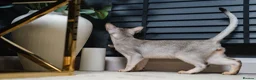 Abyssinian cats for sale: Silver Abyssinian Boy-READY NOW-Champion Line - Advert 20