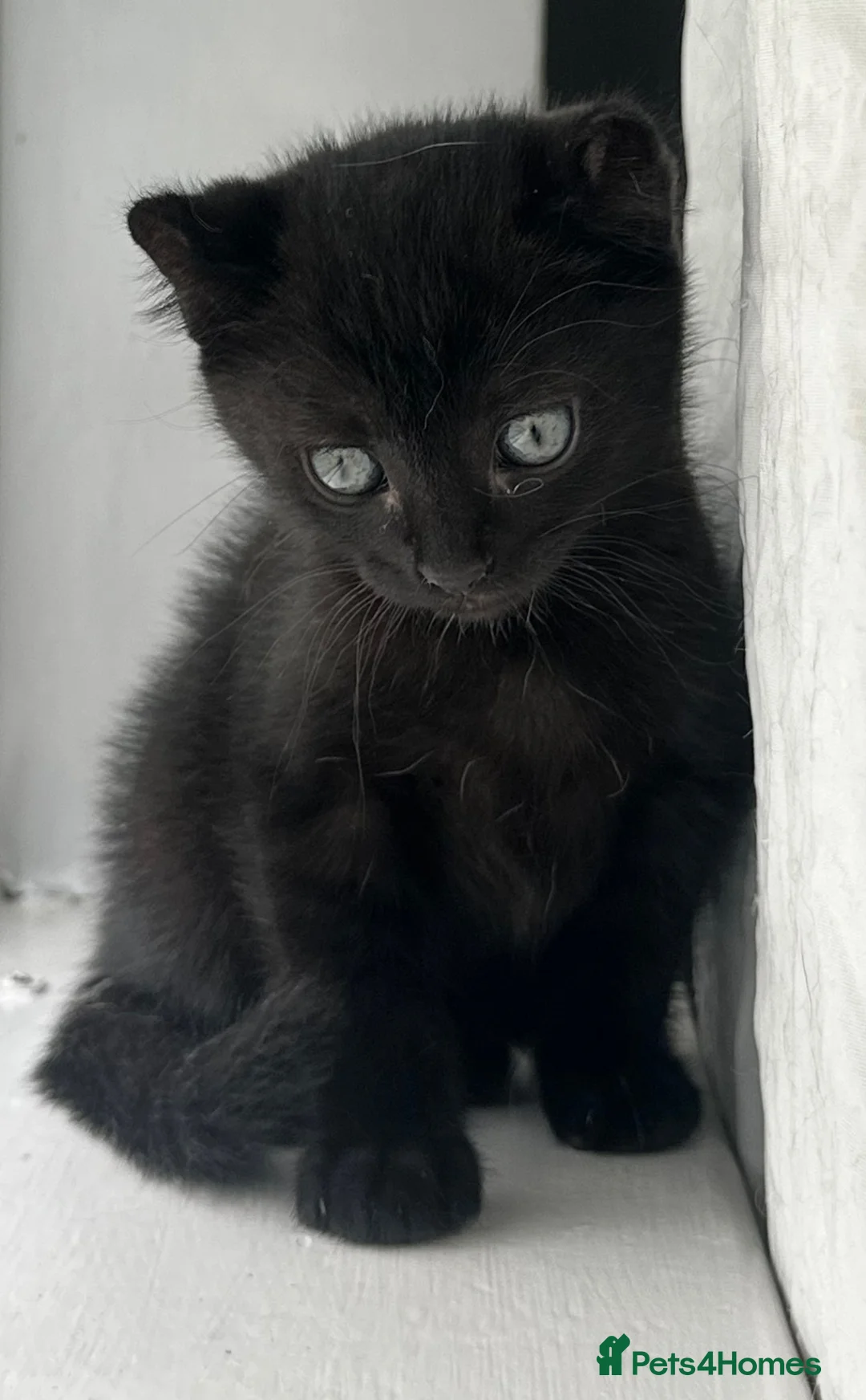 Mixed Breed cats for sale: Female Black Curled Eared, Sphynx X Tabby Kitten  - Advert 2