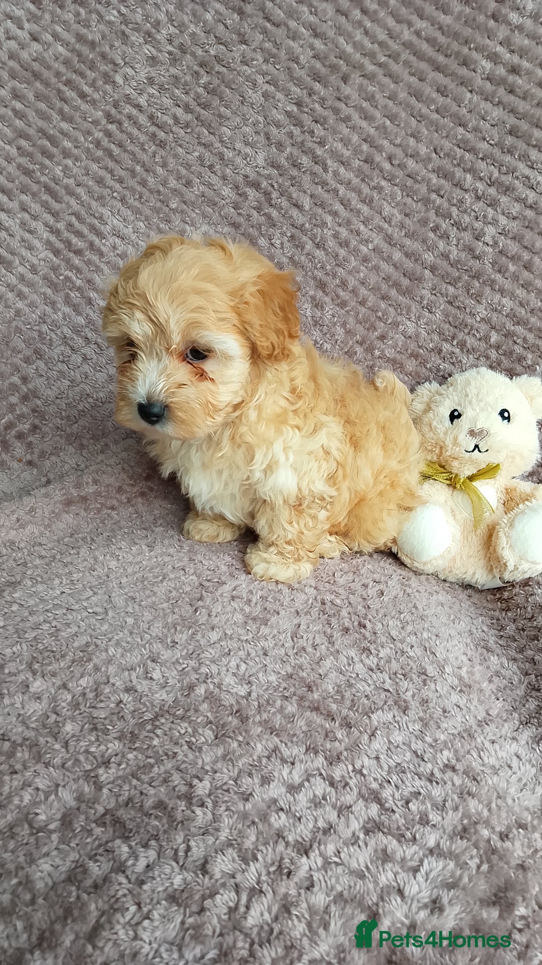 Maltipoo dogs for sale: F1 health tested toy (Asian) maltipoos🩷🩷 - Image 5