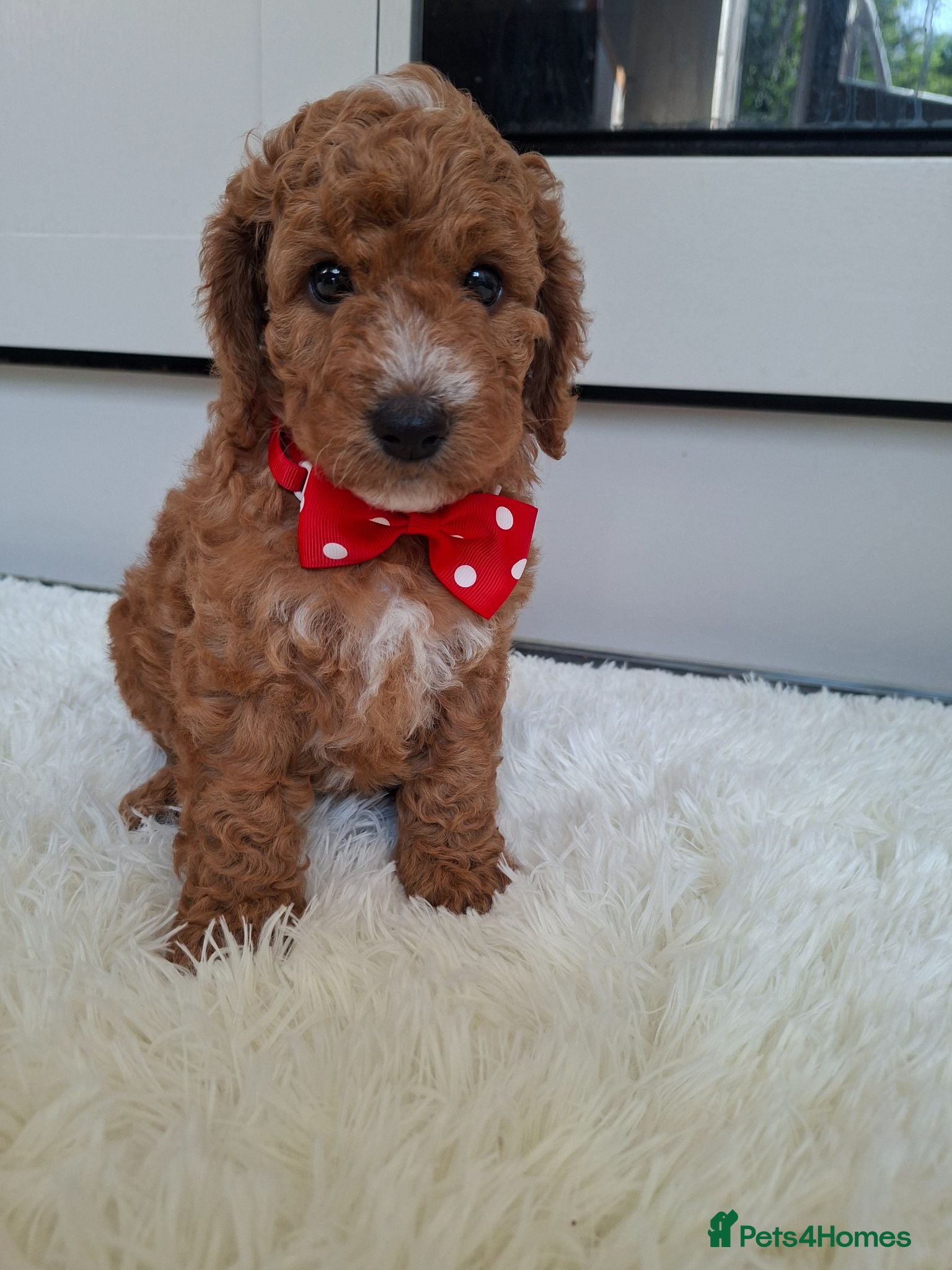 Cockapoo dogs Full DNA tests clear!! Health checked. Cockapoo - Advert 1