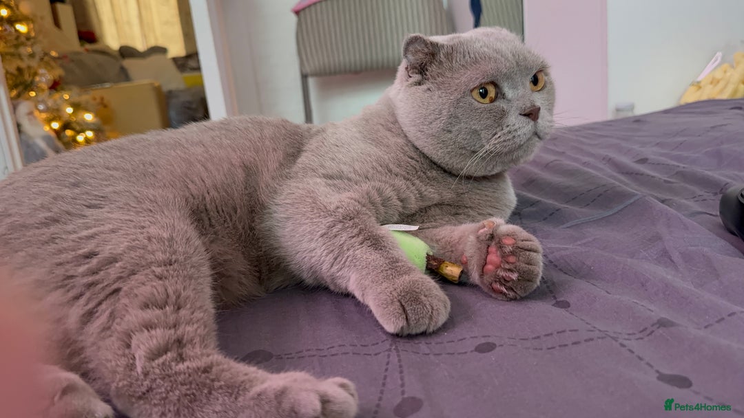 Scottish Fold cats for sale: Scottish Fold&British Shorthair.Vaccinated&Ready - Advert 24