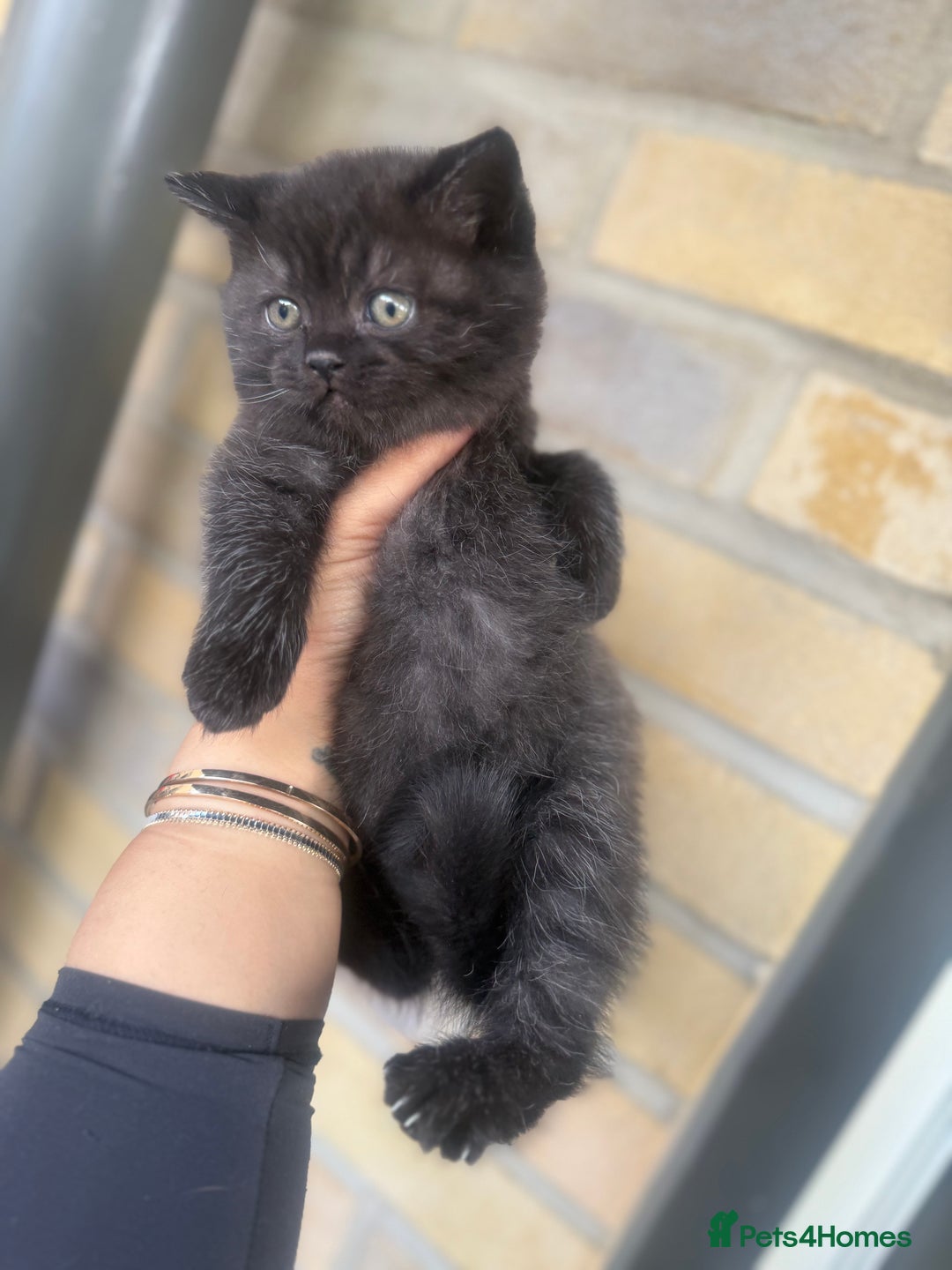 British Shorthair cats for sale: British rainbow shorthair kittens - Image 1