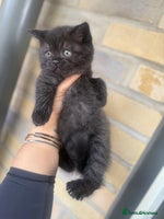British Shorthair cats British shorthair kittens chocolate black £450 - Advert 2