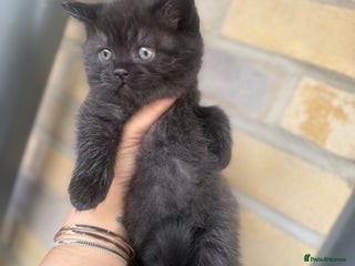 British Shorthair cats - Advert 3
